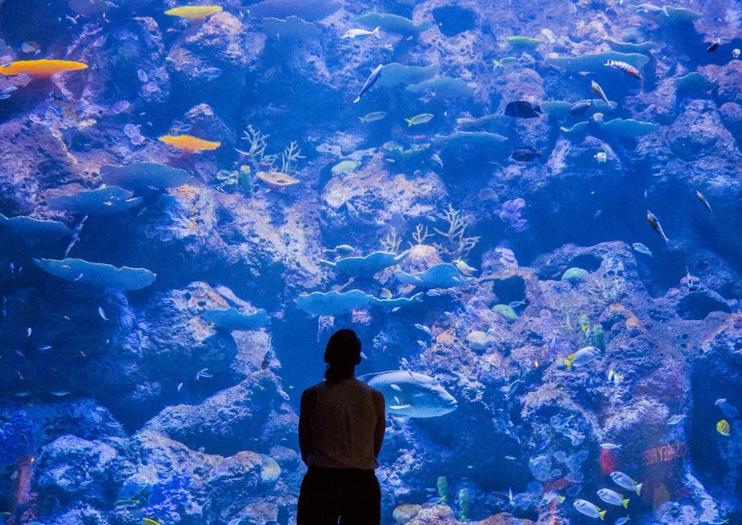 Cairns Aquarium